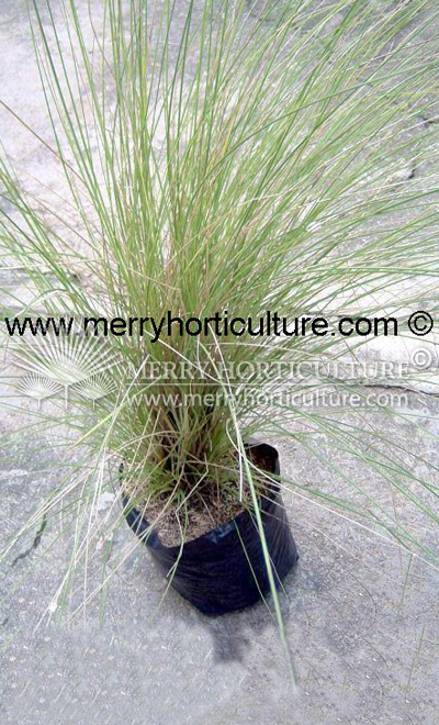 Pennisetum green spp